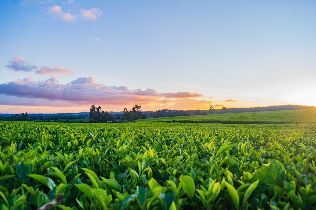 The Job and Pay Showdown: Farm Managers