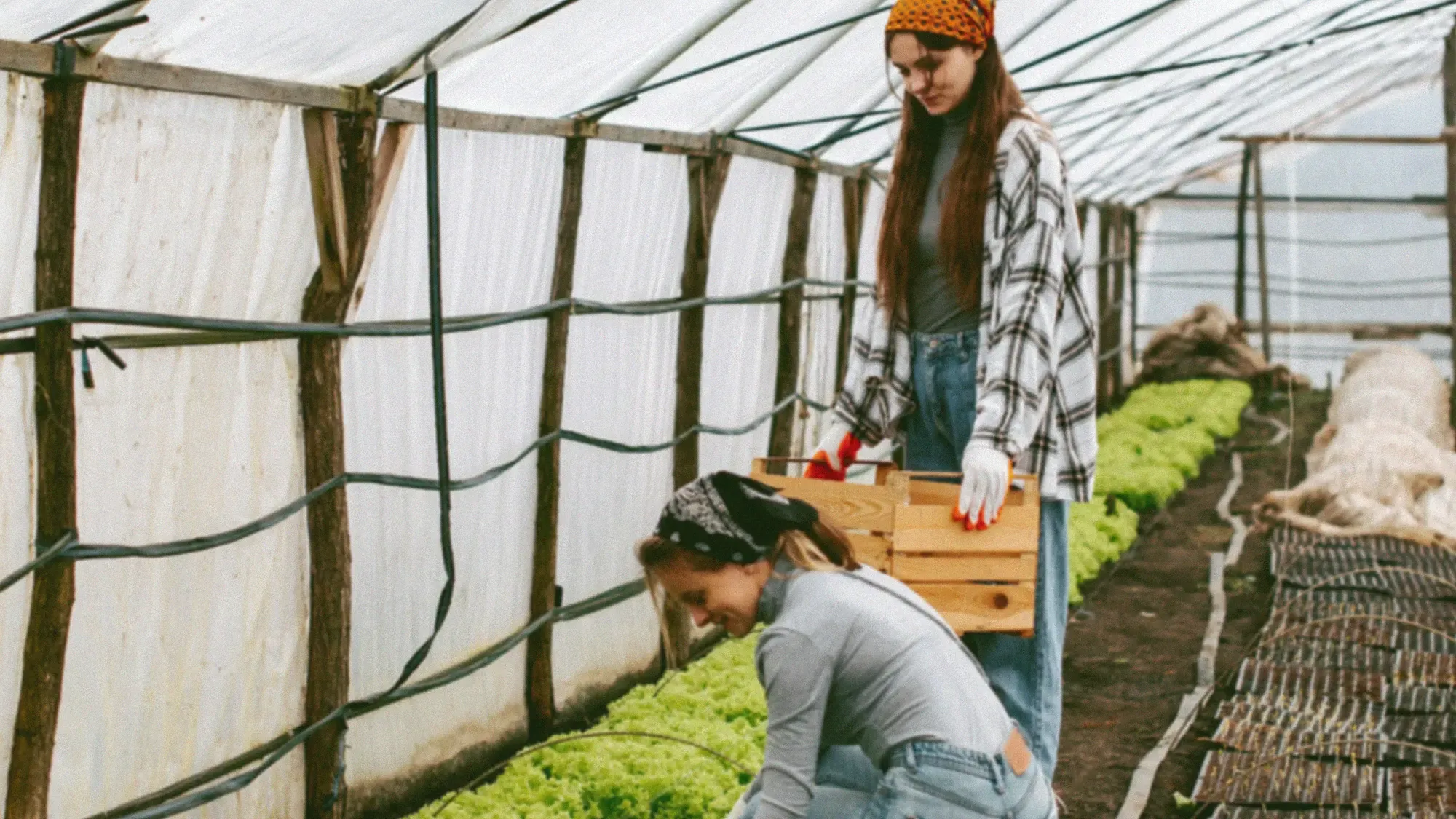 Agriculture