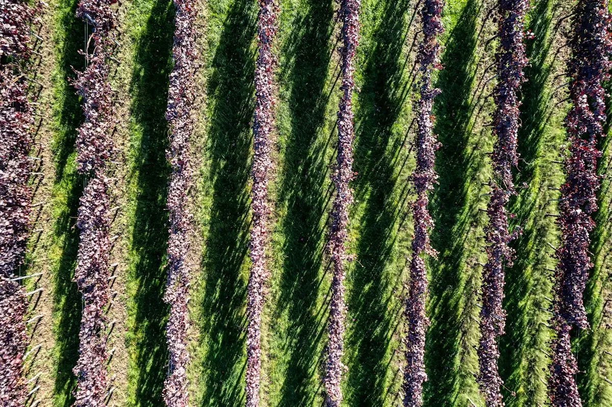 Plant Systems