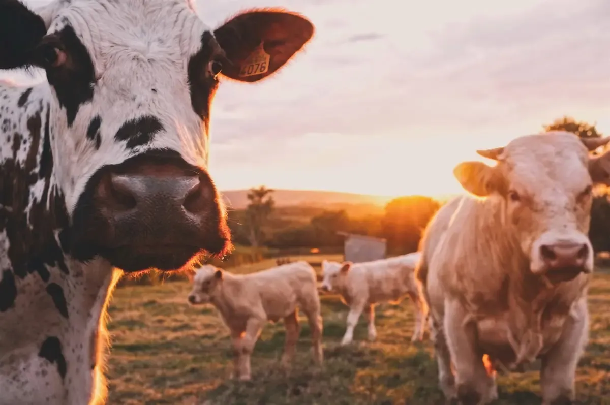 The Future of Farm Animals Quiz