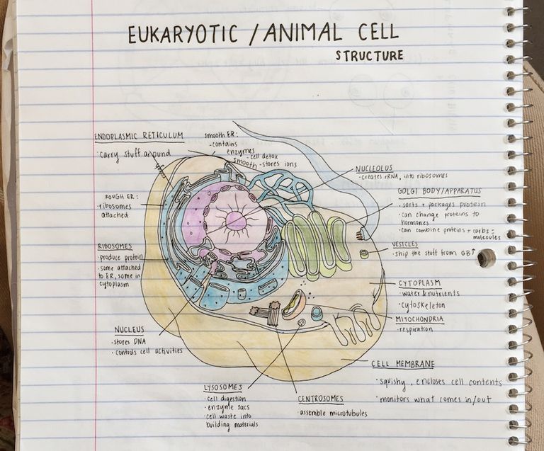 How To Make Study Notes That Will Actually Help | Anyway